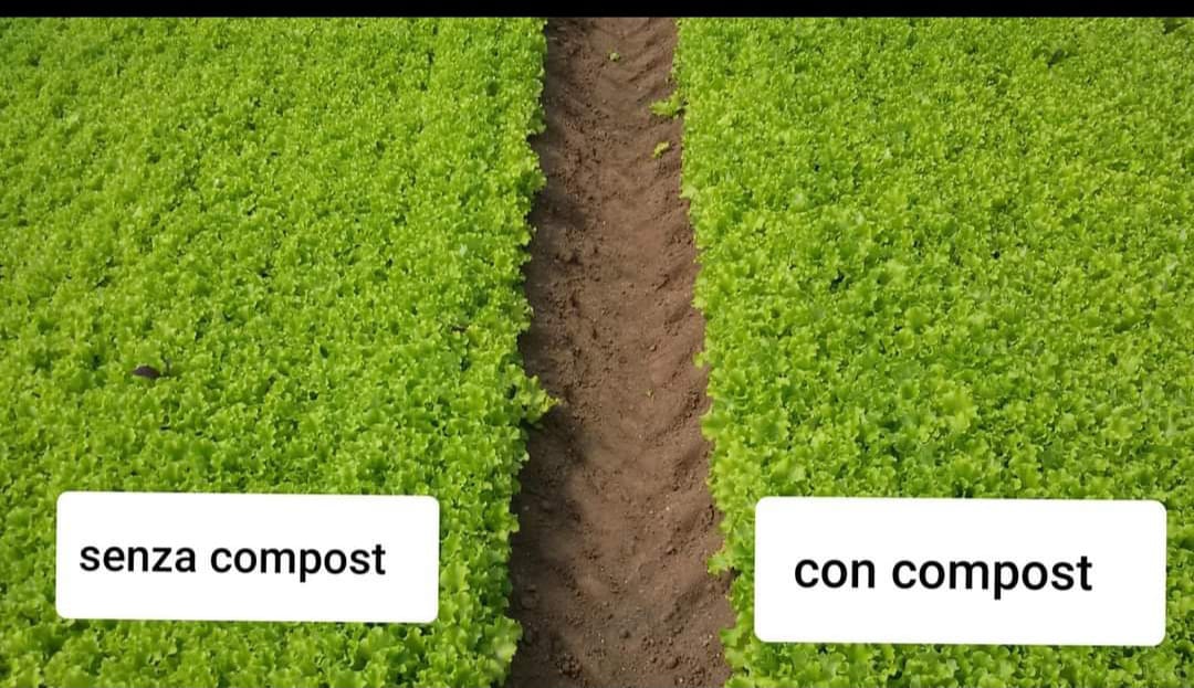 Raccolta in un'azienda agricola biologica certificata